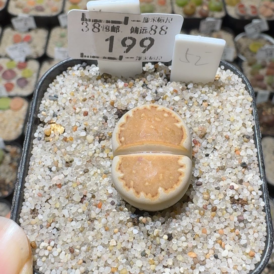 Sss冬天真便宜啊199