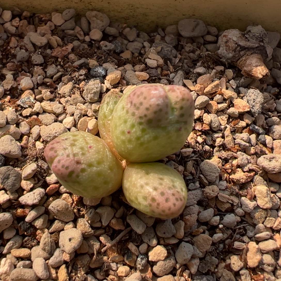 蟠桃斑马多肉多肉