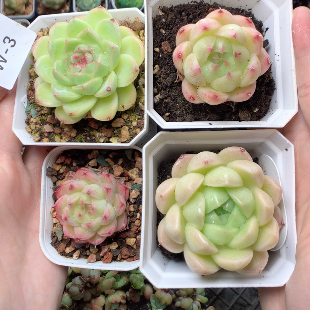 无花朵W3英语英语天天天天天天天