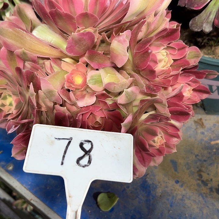 多肉植物粉女巫法师