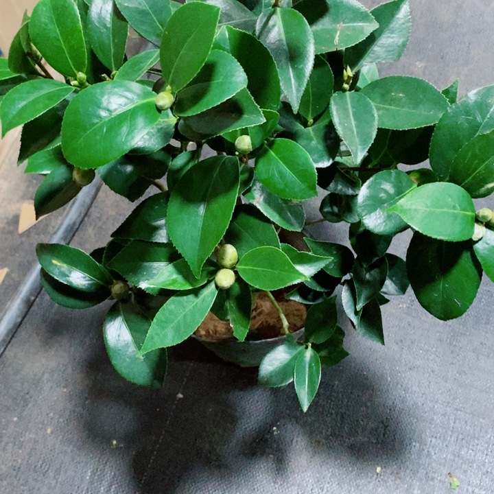 完全开放超五白带浅紫的感觉