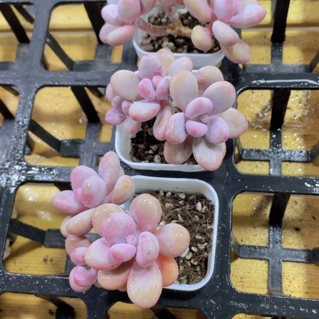 704号 老桩粉桃蛋多头群一颗