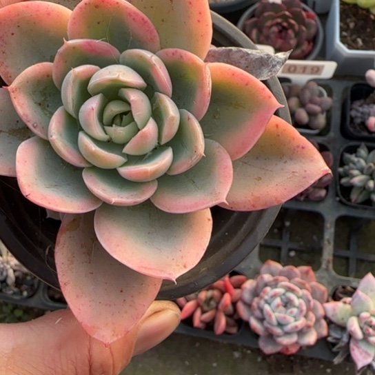 38粉色维拉锦多肉植物多