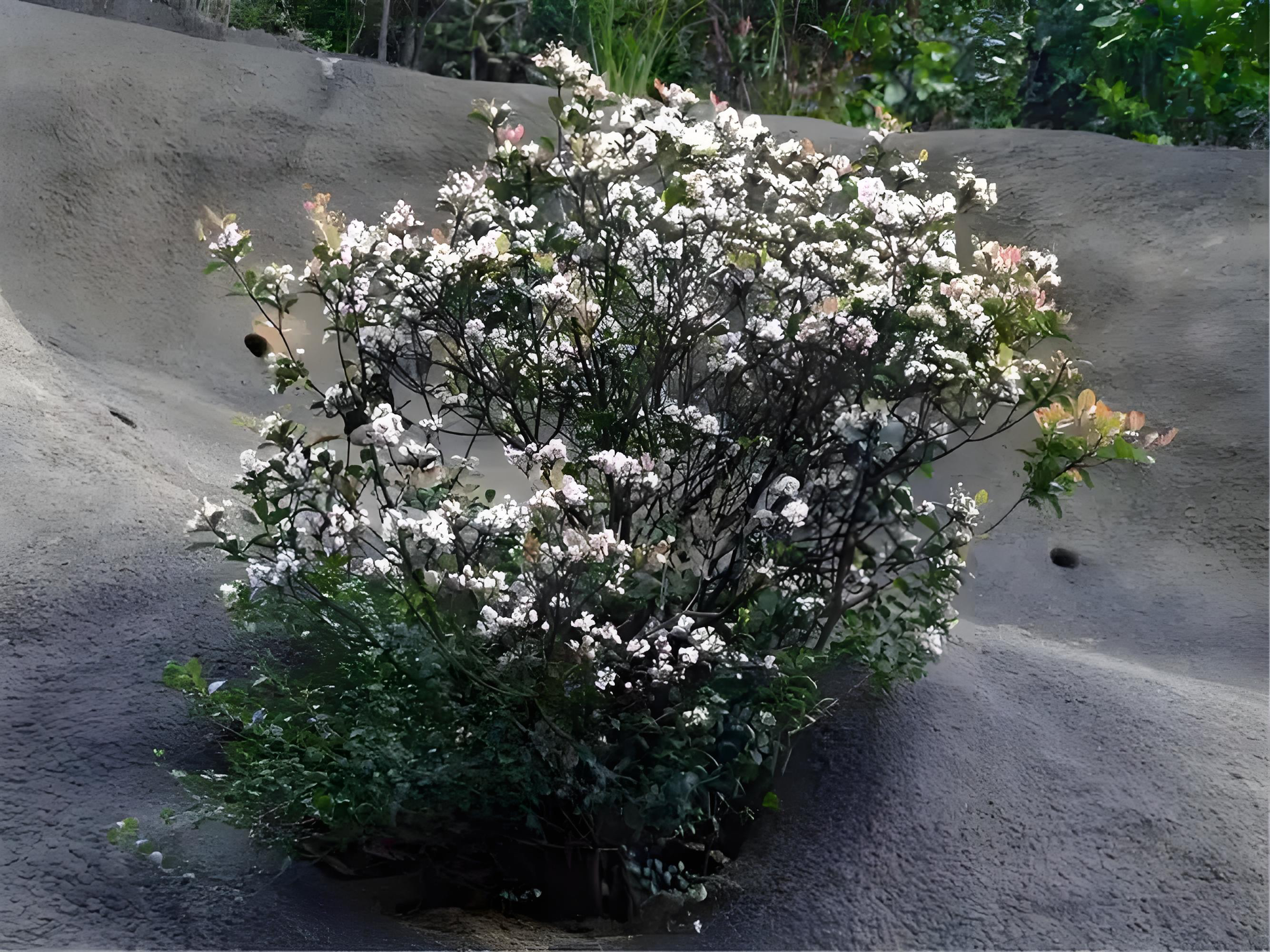 春花桃金娘石枫山格木雀梅木杏盆栽 一物一拍 