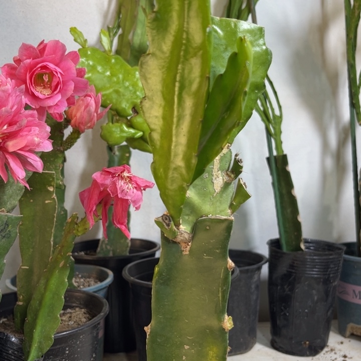 当前无花栽培后可以开花239