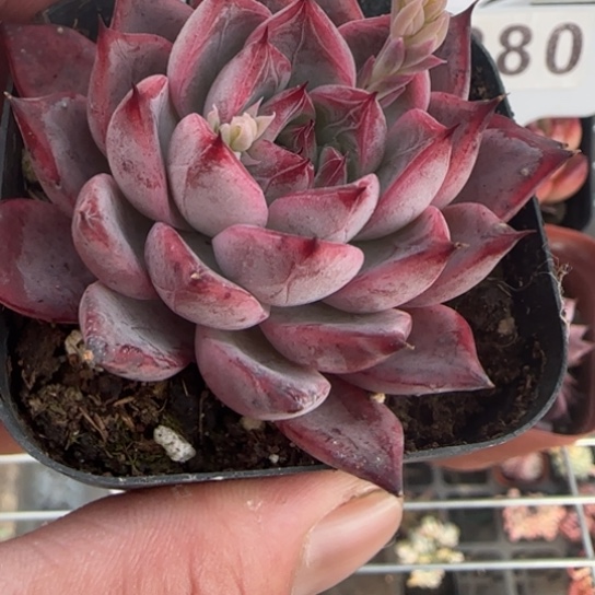 274黑天鹅一物一拍多肉