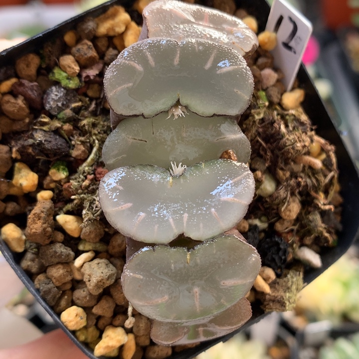 大久保透镜带盆土发货