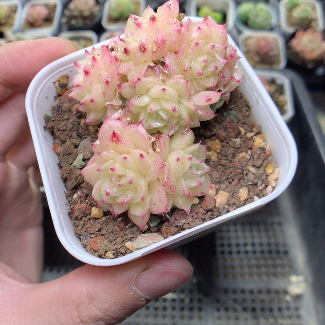 W4y y y y y y y y y y