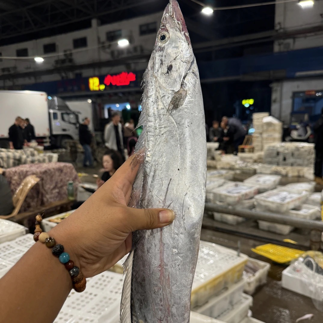 《4斤大油带》正宗济州岛大油带 海鲜水产 全国顺丰包邮