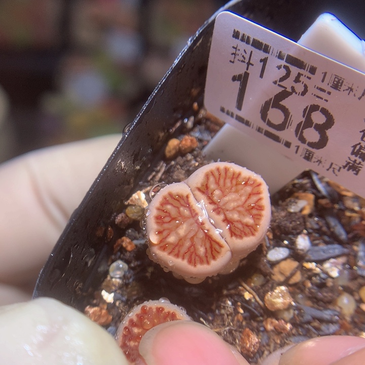 精品生石花125.168