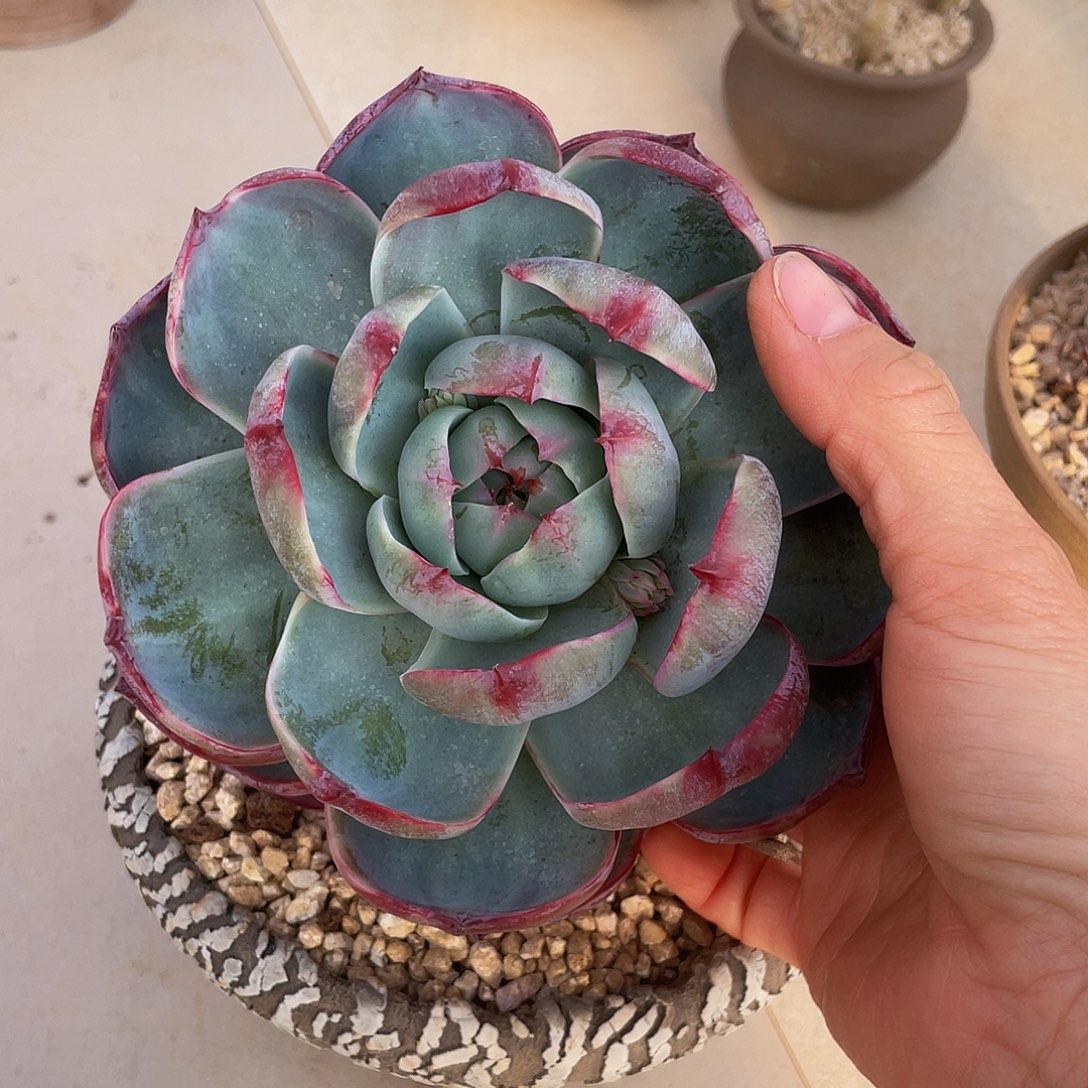 惊鸿鸿多肉多肉多肉