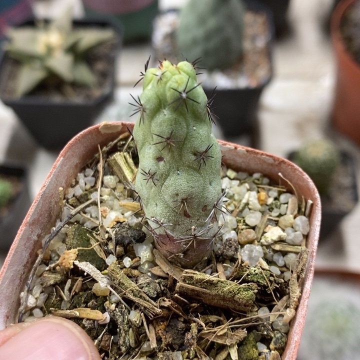 黑刺帝王丸特价福利3