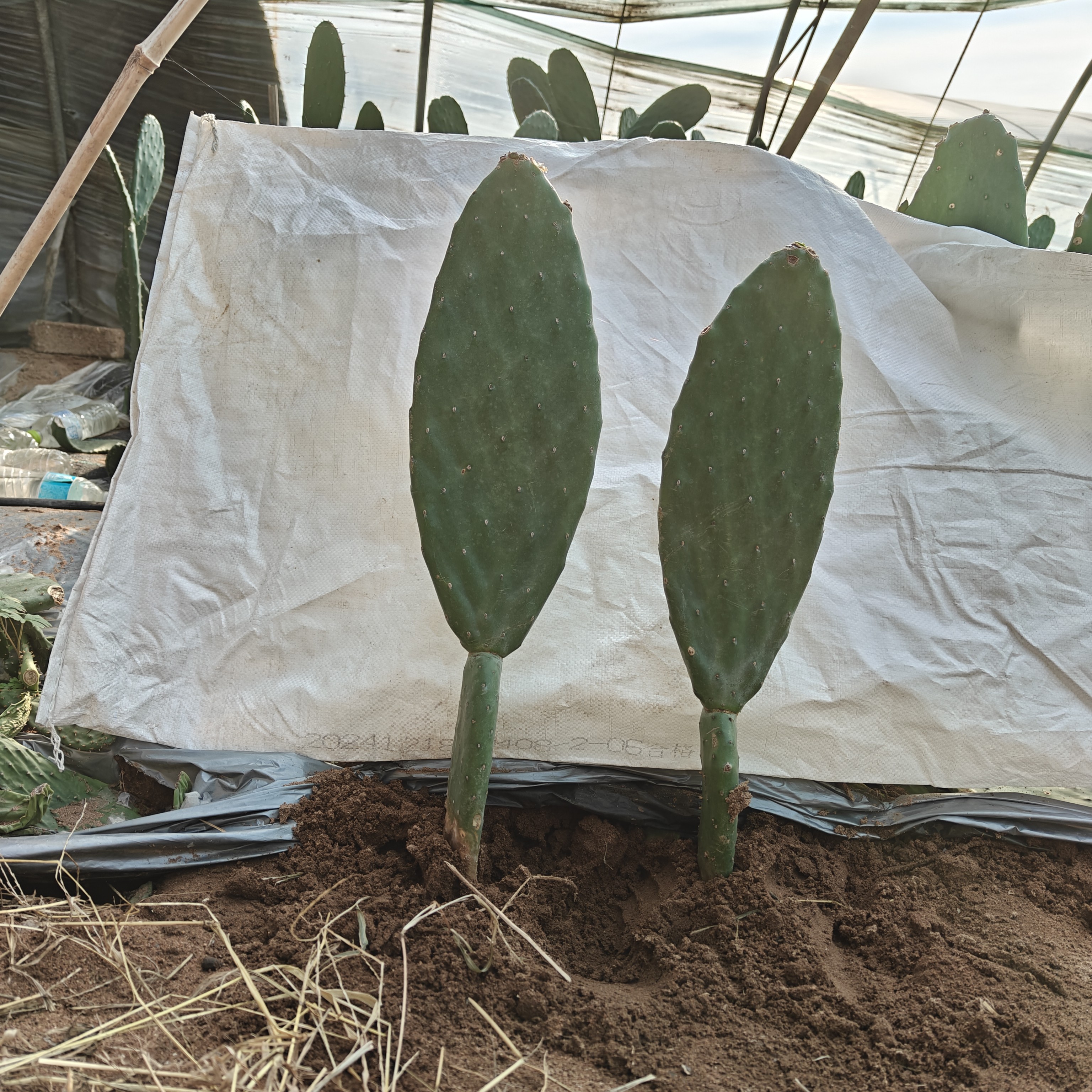 带根两层黄果仙人掌