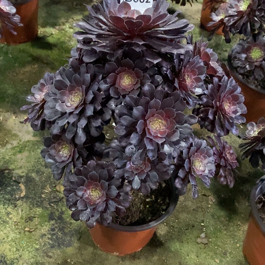 用****9黑铜壶中班多肉682