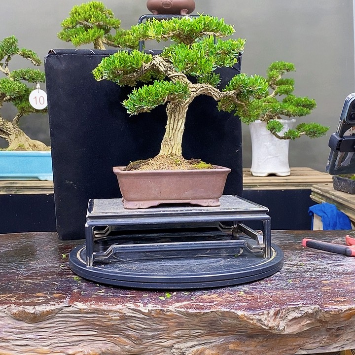 无花朵黄杨盆景四季常青