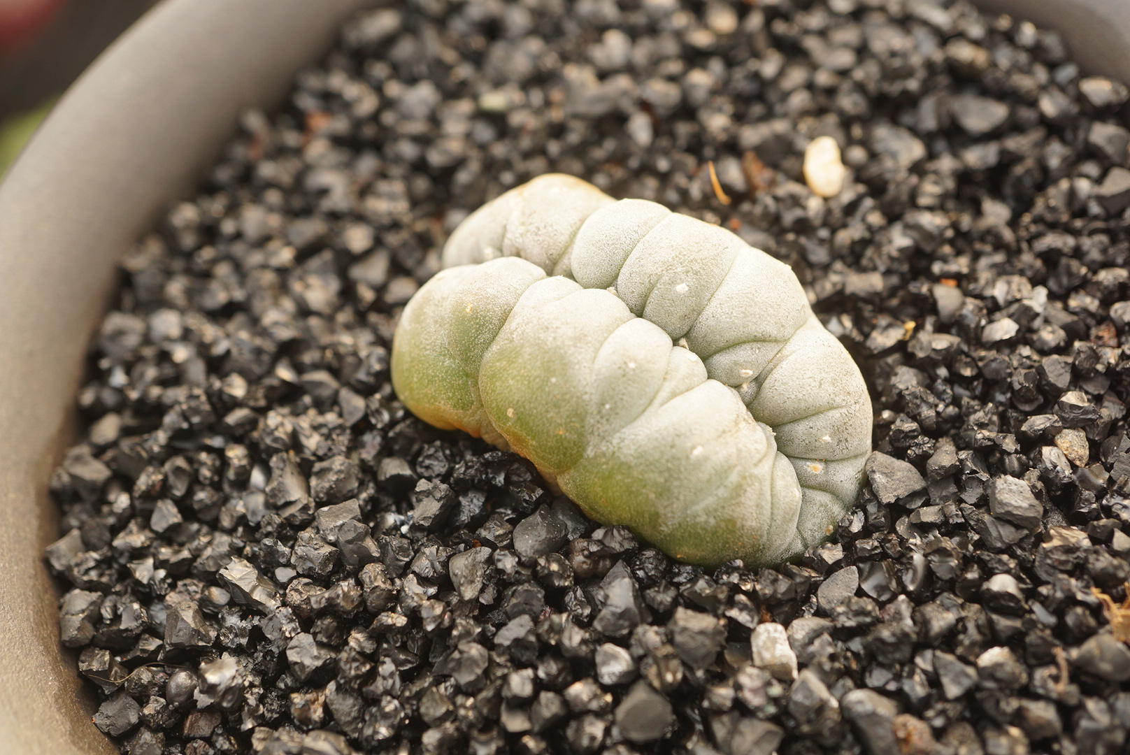 锁石多肉银鱼缀化自根带盆发货