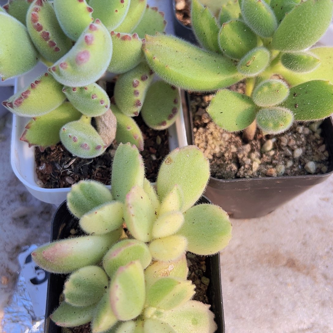 熊组合3颗拓土发货