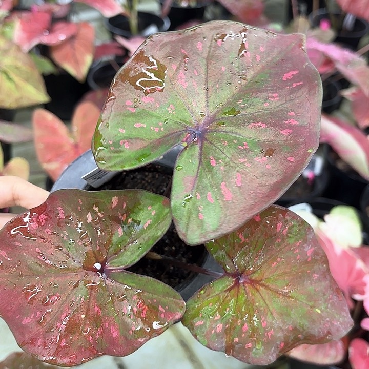 124-0213彩叶芋广东现货