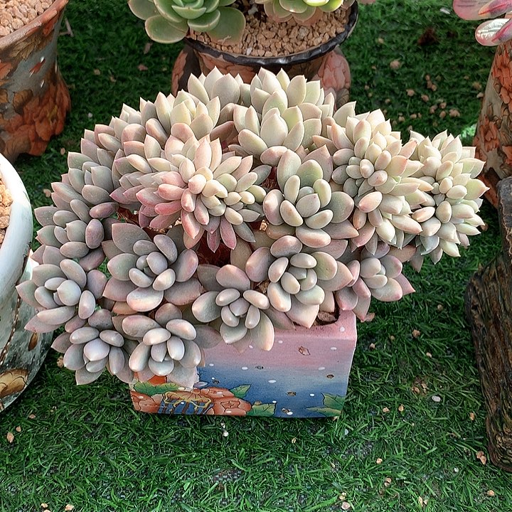 胖美人20 公分一物一拍