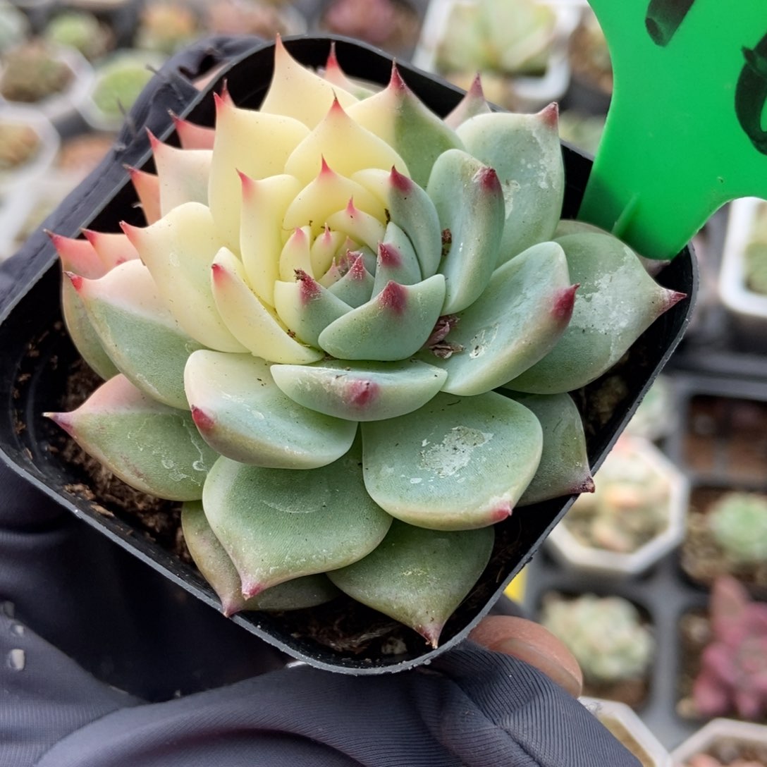 3163吉娃娃锦多肉植物