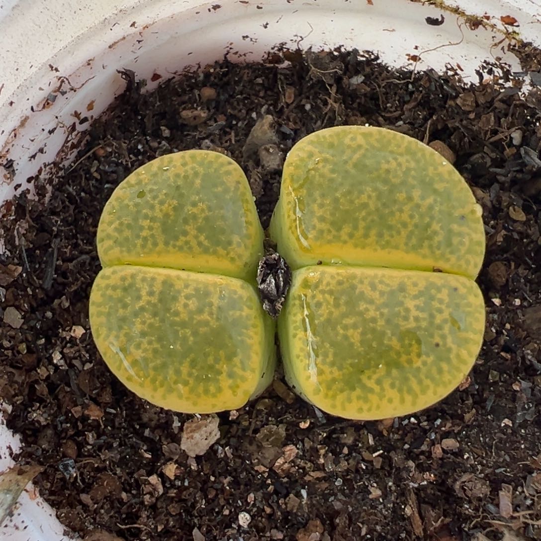 151多肉植物种类多样