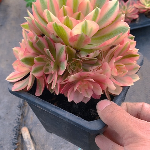 530粉女巫多肉植物