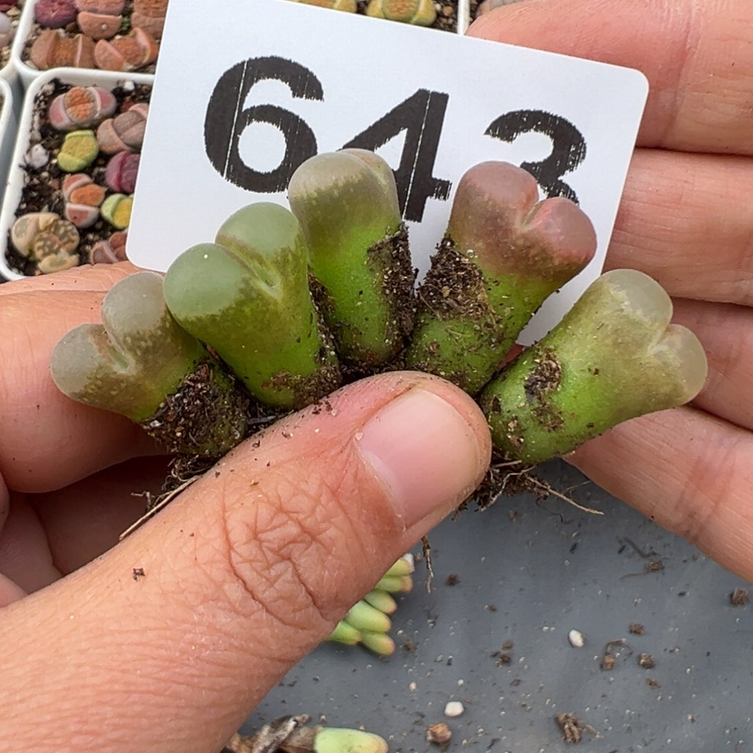 2.15好看的多肉643