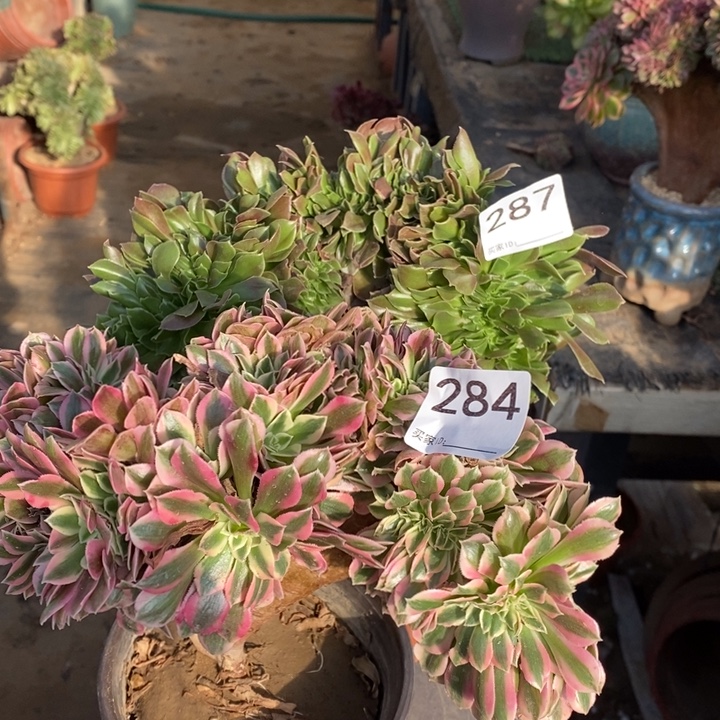 玫瑰法师锦缀化➕糖果女巫法师锦缀化有伤287.284