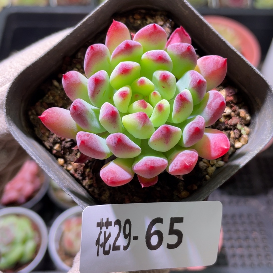 花利美29-65蓝苹果