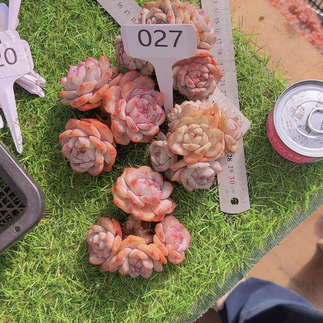 ❤️****027石榴子4个一组100。。