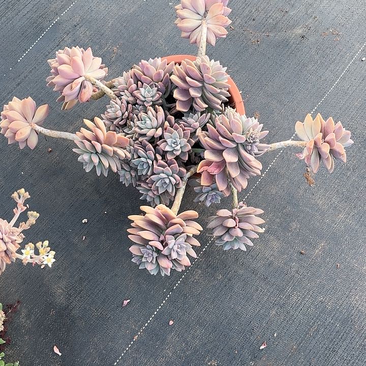 多肉植物，淡雪一颗