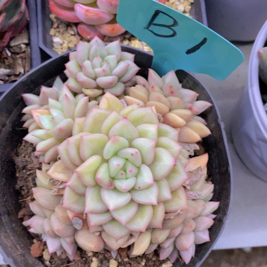 清货转场，一物一拍，看准