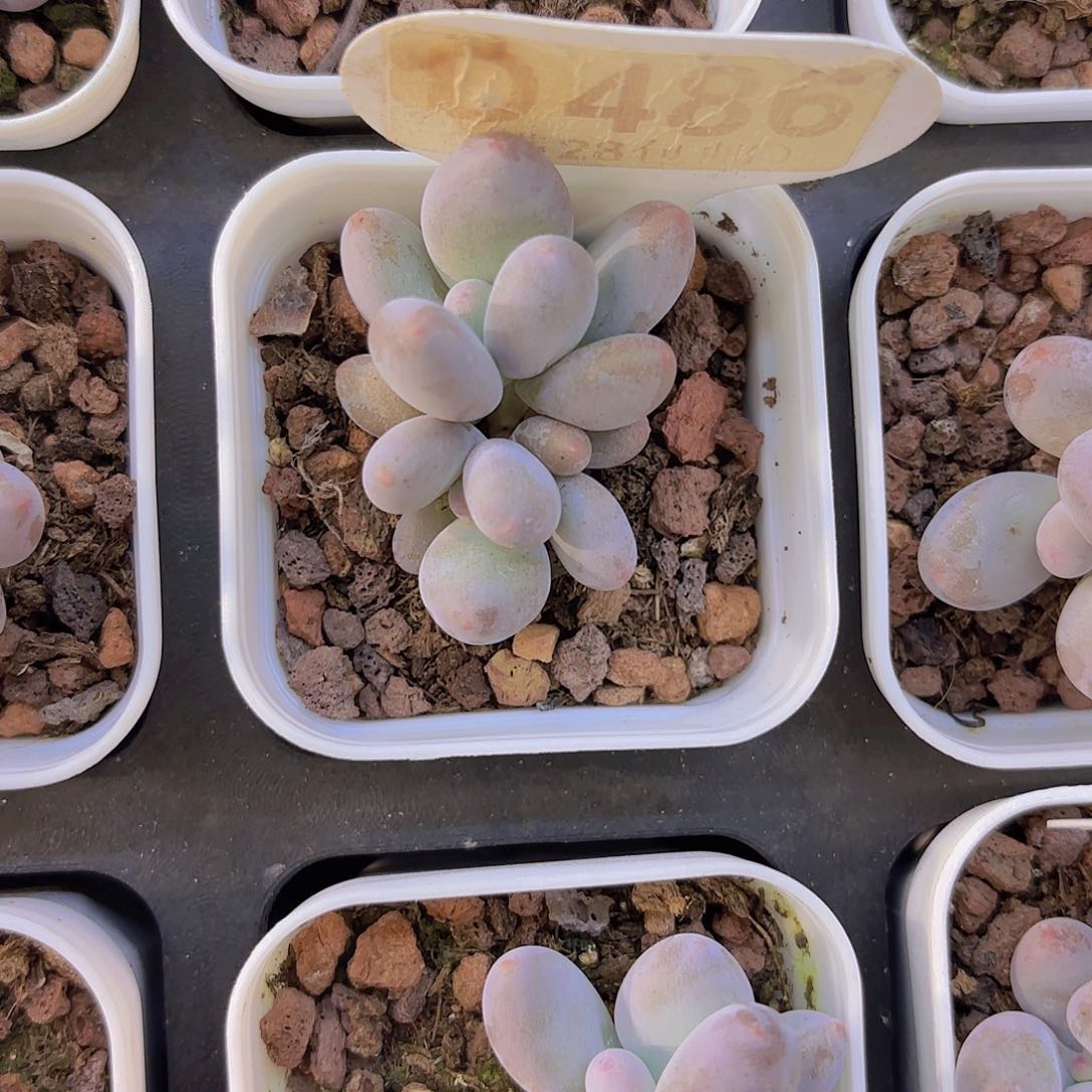 D486芭比奶一物一拍