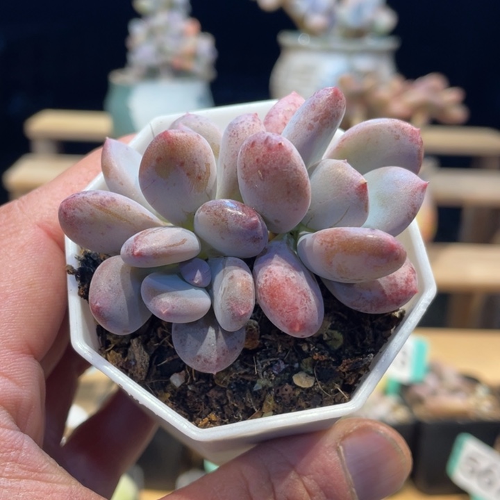 加菲猫杂477号的多肉啊啊