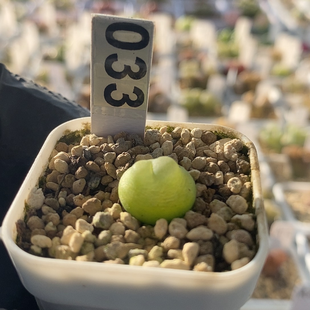 一物一拍三年拉登尺寸1.4