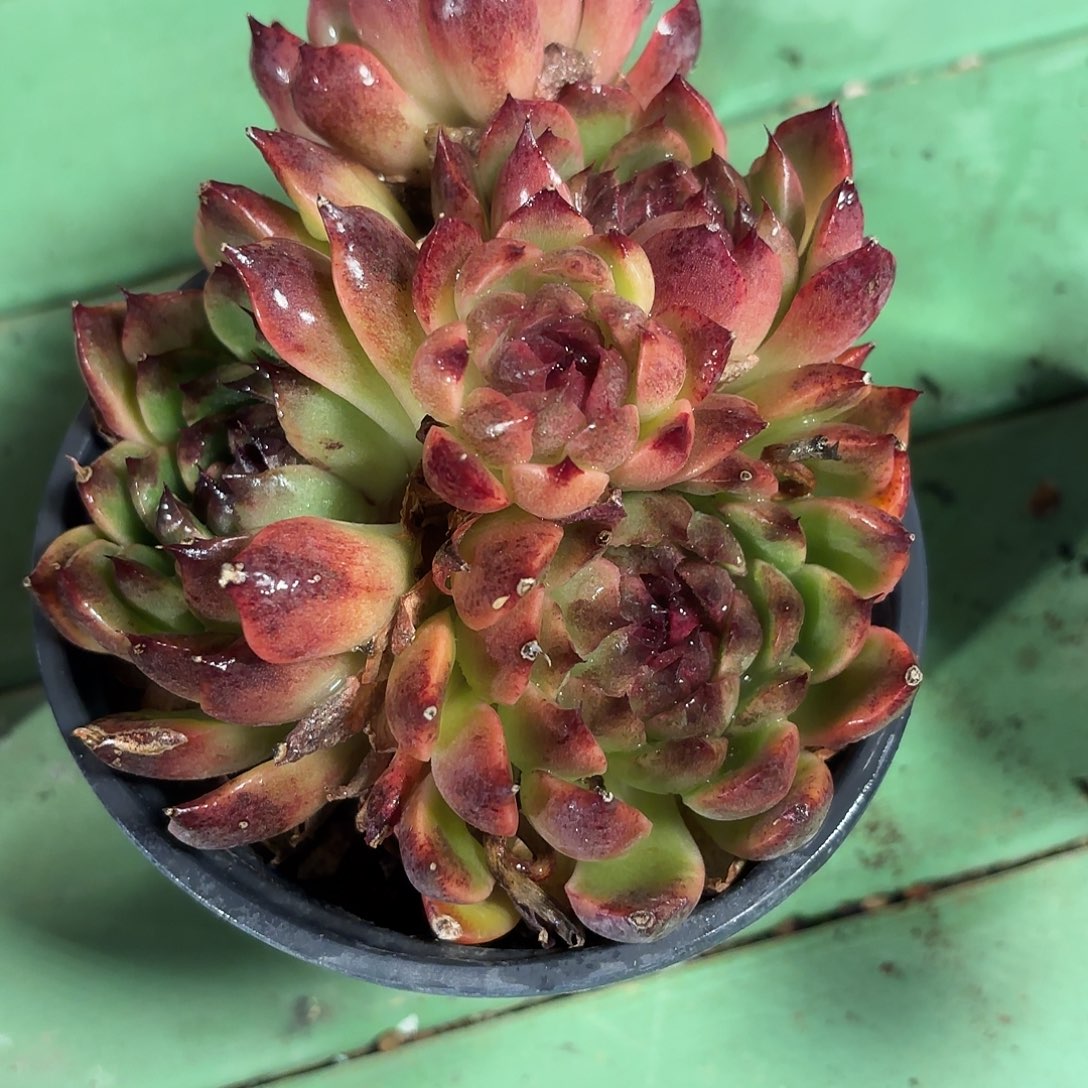 多肉植物啦啦啦啦啦