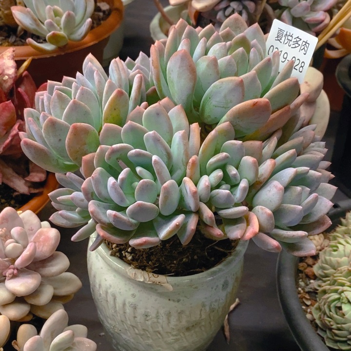 夏悦多肉 0219-28灰姑娘