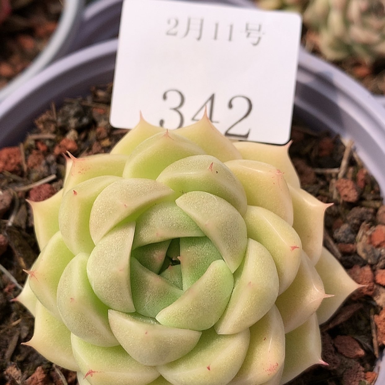 【闪购商品】云342
