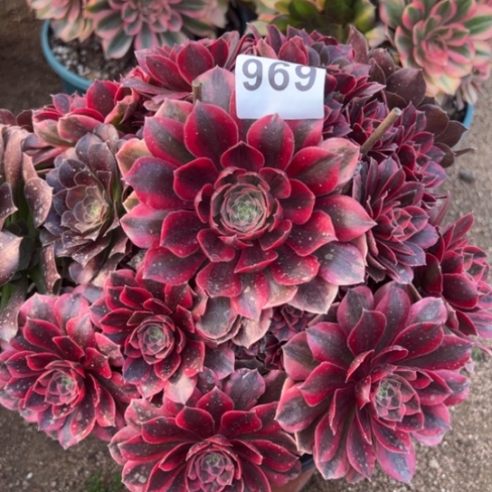 969女妖多肉汁姿态夸花花