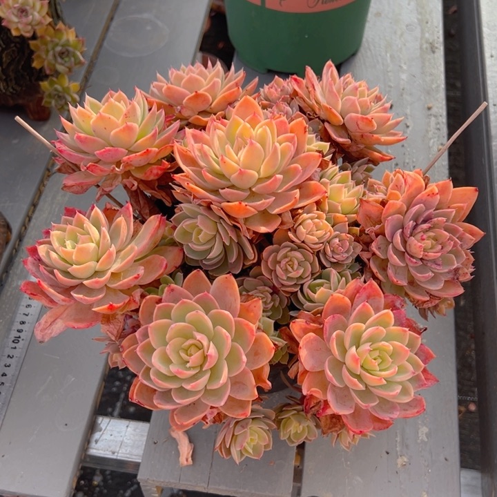 孙*娘丝' 孙姐 专拍