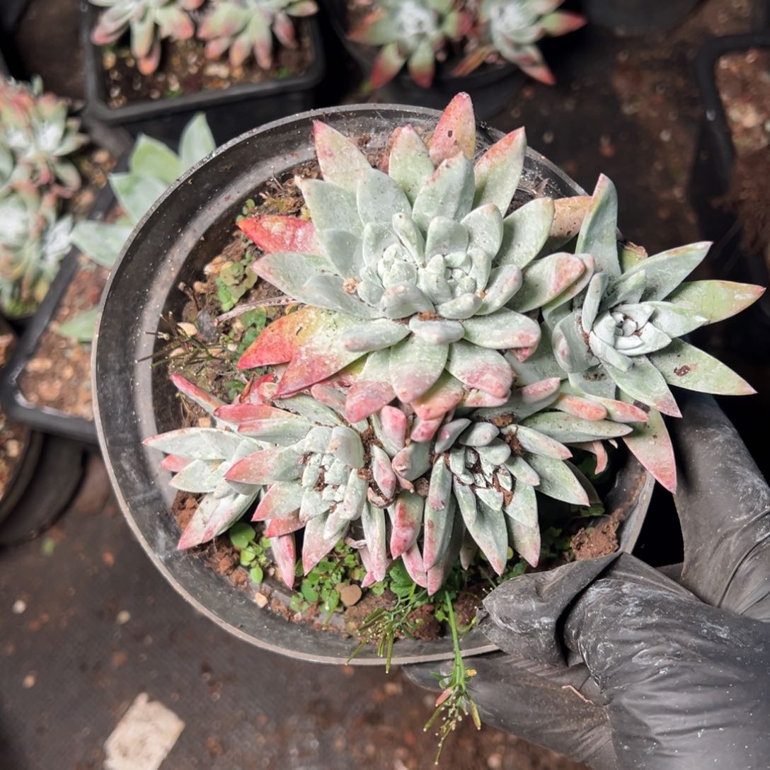 5045刘丹拇指哈哈哈哈哈