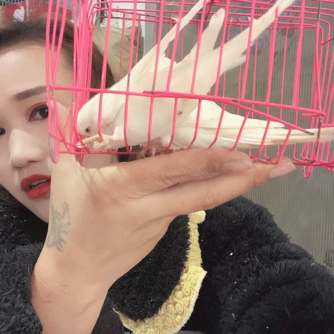 虎皮鹦鹉我的小姐姐真的是