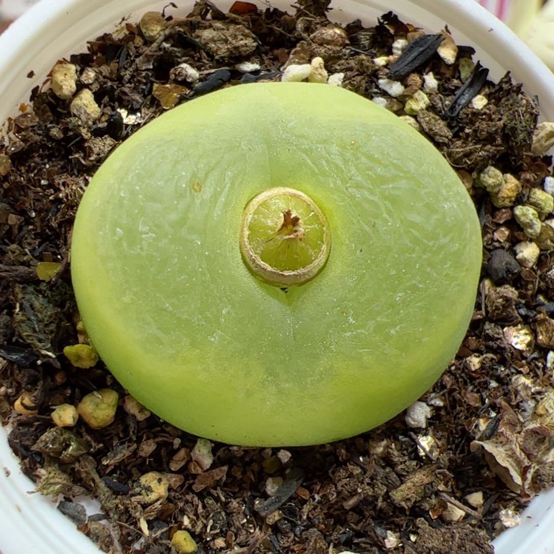 【闪购商品】353 o泡