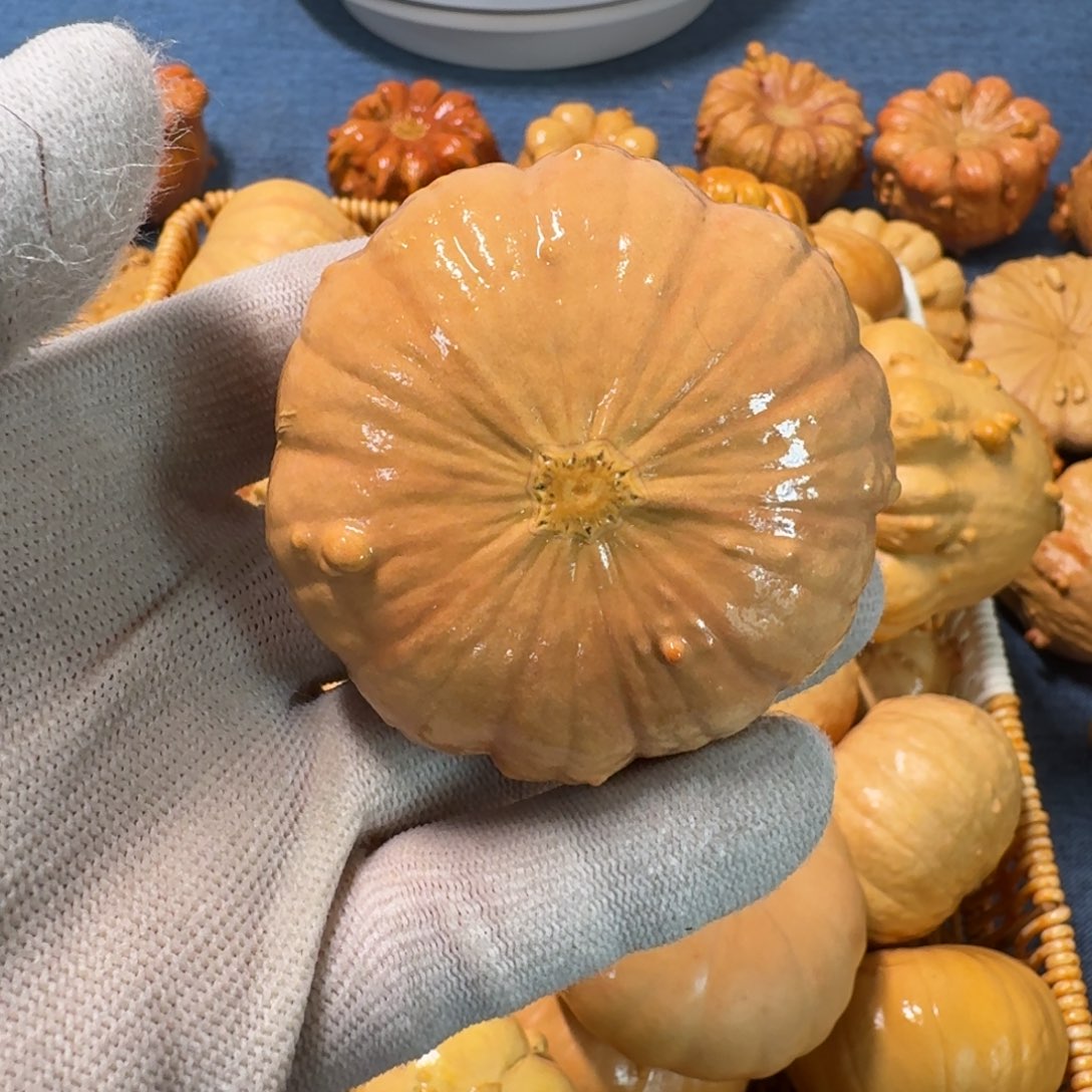 小***）墨西哥七彩疙瘩葫芦特价不退换
