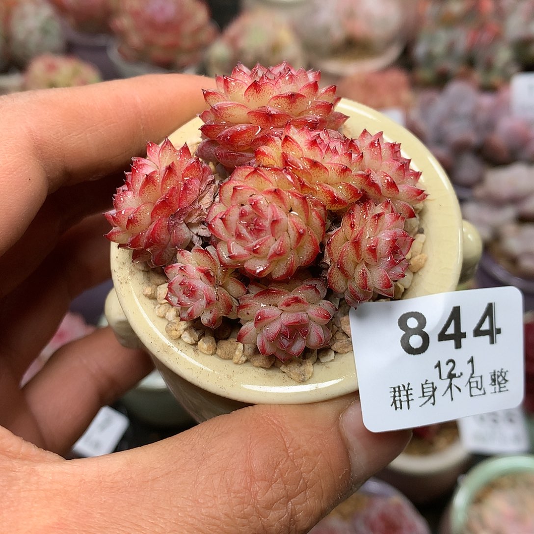 精控拇指盆12.1844