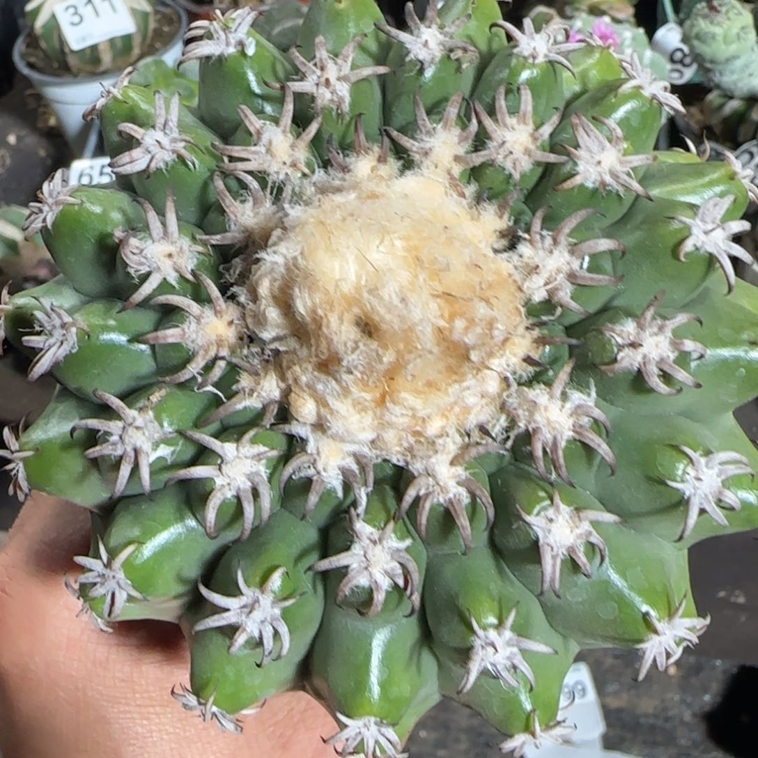 【闪购商品】10厘米豪刺猫爪圆盘704