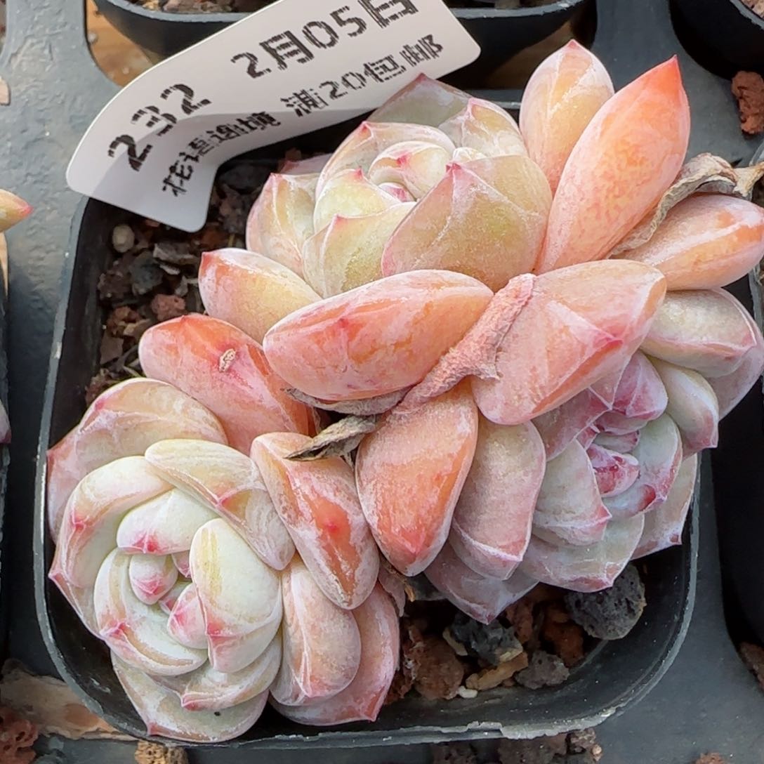 花语逸镜0205-232