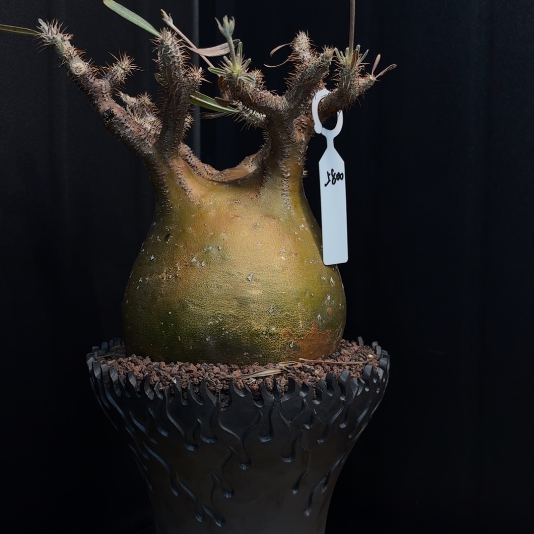 木  象牙宫熟桩带盆土