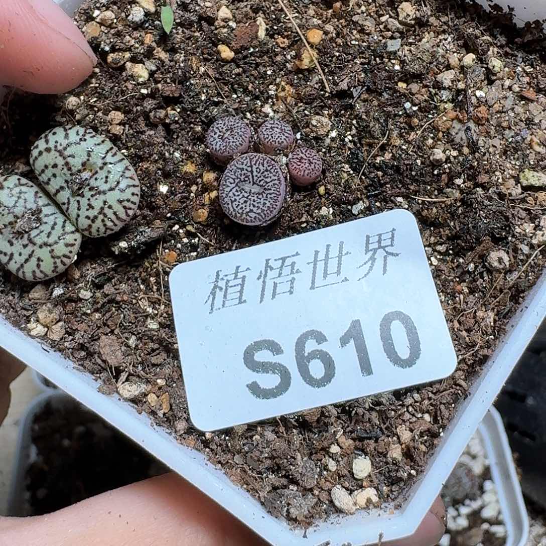 610号多肉植物哇vv