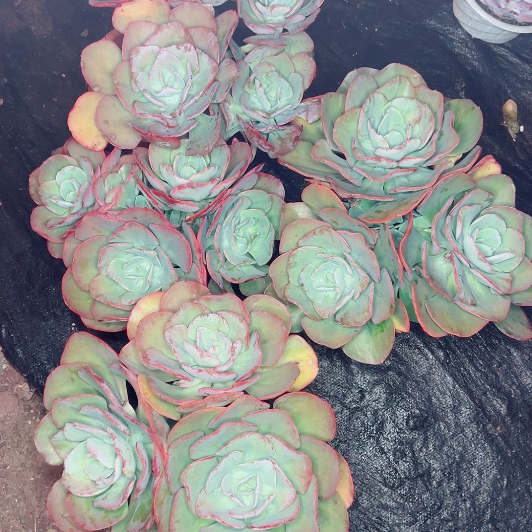 沙琪玛大群，一物一拍